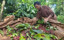 Cả họ, cả làng ăn núi ngủ rẫy một tháng, hái cà phê kiếm Tết