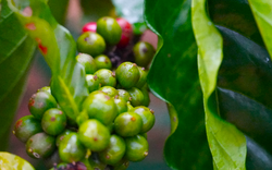 Giá cà phê tăng trở lại, sản lượng cà phê Việt Nam sẽ thấp hơn 20% so với dự báo