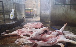 Đồng Nai: Mua lợn chết về “bùa phép” sau đó bán ra chợ với giá 30.000 đồng/kg