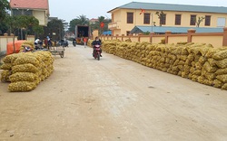 Nghệ An: Nông dân xếp hàng dài bao tải khoai tây chờ thương lái đến thu mua, bán 1 tạ có 3 triệu đồng 