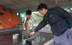 Anh nông dân Bắc Ninh đánh liều đưa loài cá tầm xứ lạnh về nuôi trên sông Đuống, ai ngờ cá lớn nhanh như thổi