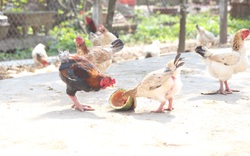 Loài gà trong sách đỏ có thịt thơm, ngon, người dân vô tư nuôi và buôn bán