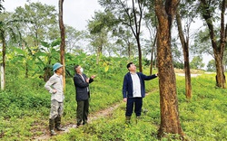 Khu rừng bạc tỷ la liệt loài cây quý của ông nông dân Phú Yên, có những cây gỗ hương khổng lồ