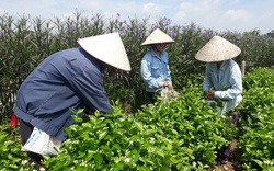 Loài hoa trắng muốt trồng 1 lần hái nụ suốt 10 năm, chiều chiều đi bán là có tiền triệu 