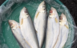 Loài cá quý thịt thơm ngon hảo hạng, hiếm có khó tìm được liệt vào hàng một trong “tứ quý ngư” của Việt Nam