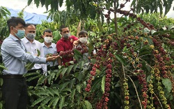 Giá cà phê nhân Đắk Lắk hôm nay tiếp tục tăng nhẹ, vì sao giống cà phê dây Thuận An được dân ưa chuộng?