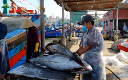 Ngư dân Bình Định "trúng đậm" cá ngừ đại dương đầu năm