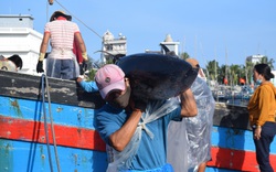 Bình Định: Tàu ồ ạt chở hàng tấn loài cá khổng lồ về bờ, có con nặng tới 2 tạ, dài 2 mét
