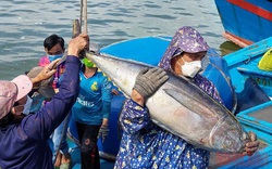 Những con cá khổng lồ khiến người vác nặng lặc lè ở cảng cá Đông Tác của Phú Yên
