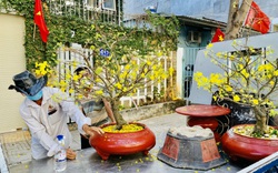 Cây mai vàng vẫn hot, ra tết dịch vụ chăm sóc cây mai ở Bà Rịa-Vũng Tàu đắt khách