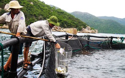 Đi tàu ra vịnh Vân Phong ở Khánh Hòa xem trang trại nuôi cá vây vàng lớn nhất cả nước