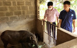 Nuôi thứ lợn rừng đặc sản thịt săn chắc "như tập tạ", nông dân Bru-Vân Kiều ở Quảng Bình bán đắt như tôm tươi