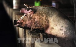 Người chăn nuôi lợn tại Trung Quốc lại gặp khó khăn