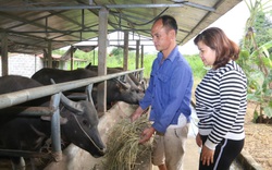 Nông thôn Tây Bắc: Xứ Mường nuôi nhốt trâu, bò; lãi gần 2 tỷ/năm