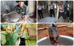 4 loài cá quý hiếm bậc nhất miền Tây Nghệ An: "Thủy quái" nặng hàng yến, dài cả mét