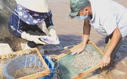 Nuôi con gì ở nước mặn mà dân xã này của tỉnh Thái Bình mỗi năm đãi cát ra hơn 20 tỷ?