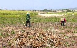 Các nhà máy ở Thanh Hóa sang Lào mua loại củ này về chế biến rồi bán cho Trung Quốc