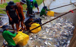 Loài cá nuôi dày đặc ở miền Tây bỗng tăng giá vù vù, chạm mốc 30.000 đồng/kg, nông dân lời to vì sao?