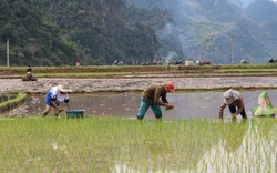 Nông thôn Tây Bắc: Nông dân Chiềng Khoang xuống đồng gieo cấy lúa xuân