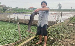 Tát ao bắt vô số cá bự, nông dân Thanh Hóa chế biến thành các món ngon, cả làng khen nức nở
