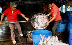 Giá cá tra nguyên liệu ở Đồng Tháp tăng trở lại