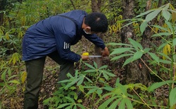 Hạt Kiểm lâm Mai Sơn: Làm tốt công tác bảo vệ rừng và PCCCR