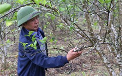 Nghệ An: Chi hàng trăm triệu trồng cam, vì sao mới thu hoạch vài vụ nông dân đã phải chặt bỏ?