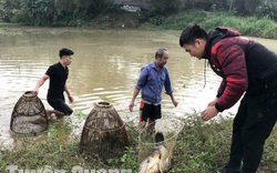 Vác nơm xuống ruộng lúa úp cá chép ở Tuyên Quang, bắt được toàn con to, tranh nhau mua