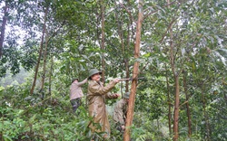 Trồng bạt ngàn cây rừng, 3 năm nữa tỉnh Thái Nguyên dự tính thu về hơn 2.400 tỷ đồng