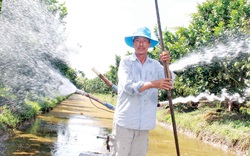 Bỏ lúa, bỏ cây tràm, chuyển sang trồng những loại cây này, nông dân xã biên giới Long An thu lời “khủng”