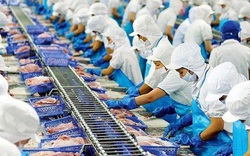 Tháng đầu năm, doanh thu xuất khẩu của "nữ hoàng" cá tra Vĩnh Hoàn sang Trung Quốc giảm 84%