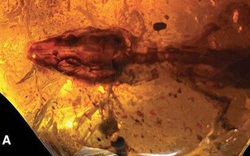 Bất ngờ phát hiện hóa thạch loài thằn lằn kỳ lạ từ 110 triệu năm trước