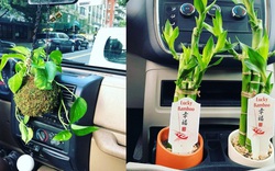 Bất ngờ lớn: 4 loại cây cảnh vẫn sống khỏe re ngay khi bạn trồng chúng trong xe ô tô