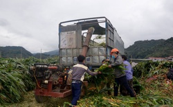 Nông dân Bắc Kạn vẫn có lãi dù trồng ngô chỉ thấy lá là lá, cây còn xanh ngăn ngắt đã chặt bán