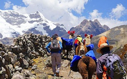 Lạc đà không bướu và tour thám hiểm trên núi Andes của Peru