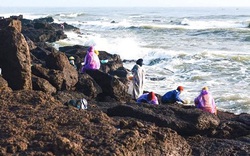 Ngư dân Quảng Bình đợi lúc biển động rồi bám mình vào ghềnh đá hái thứ "lộc trời" đặc sản thu tiền triệu/ngày