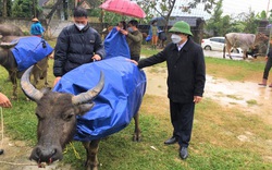 Nhiệt độ xuống dưới 10 độ C, nông dân Nghệ An làm cách gì để giữ ấm cho trâu, bò?
