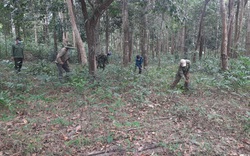 Kon Tum chi hơn 92,6 tỷ đồng để trồng mới bao nhiêu hecta rừng?