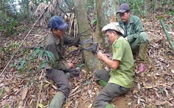 Nhờ bẫy ảnh, nhiều động vật hoang dã quý hiếm nào ở Vườn Quốc gia Pù Mát "lộ diện"?