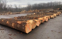Giá gỗ nguyên liệu nhập khẩu cao 'ngất' vì khan nguồn cung