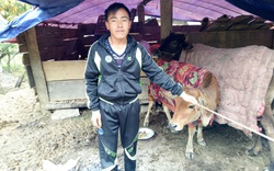 Sơn La: Gần 400 con gia súc chết rét, thiệt hại cả tỷ đồng