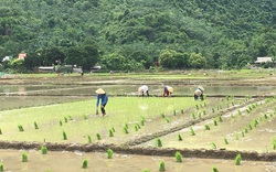 Hội nông dân tỉnh Hòa Bình vào cuộc cùng nông dân phòng, chống giá rét, khắc phục hậu quả thời tiết cực đoan