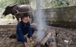 Rét sâu, rét hại, trâu, bò của nông dân Nghệ An cũng lăn ra chết la liệt, nhiều con cứng đơ trong rừng