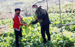 Lào Cai: Khắp nơi cắt bán rau đặc sản “Trạng Quỳnh”, từng đoàn khách dừng lại mua, nhà nông thu bộn tiền