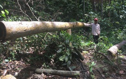 Phát hiện dự án rừng trồng bị "xẻ thịt" ở Bình Phước, 10 năm vẫn chưa xử lý 