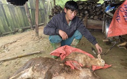 Trâu, bò chết rét nhiều, bán giá rẻ mạt, nông dân Sơn La rơi nước mắt làm cách này