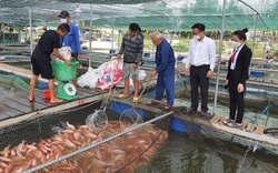 Quảng Nam: Được tiếp vốn nông dân vững tin mở rộng mô hình nuôi cá nước lợ, thu lãi hàng trăm triệu đồng mỗi năm