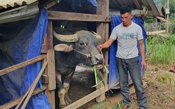 Trâu, bò cũng chết rét tại nhiều xã miền núi tỉnh Quảng Bình