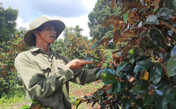 Trên đôi chân không lành, Nông dân Việt Nam xuất sắc ở Đăk Nông trồng những cây gì mà thành tỷ phú?