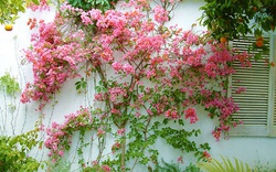 4 loại cây cảnh lắm hoa nhiều lộc dễ trồng mà lại sống lâu, nhà có sân vườn rộng cần lưu vào gấp